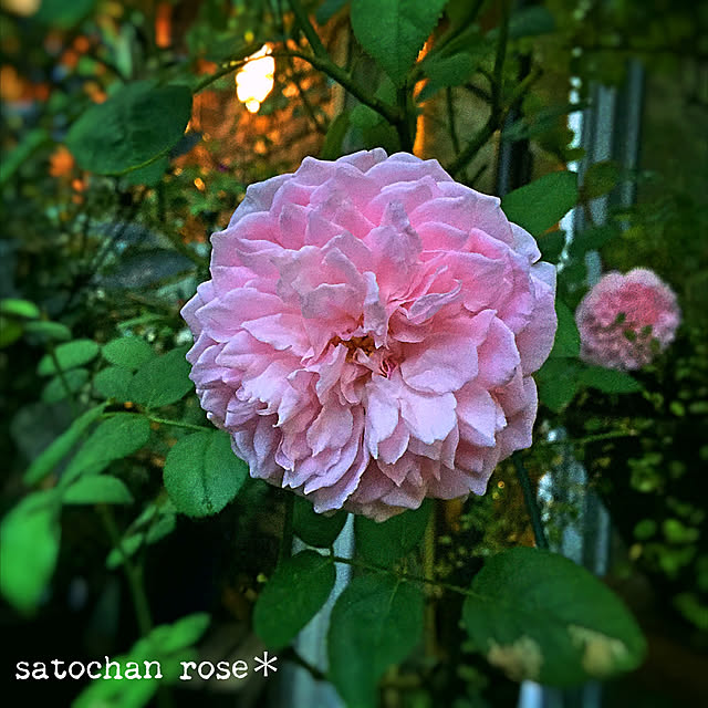 satochanさんの実例写真