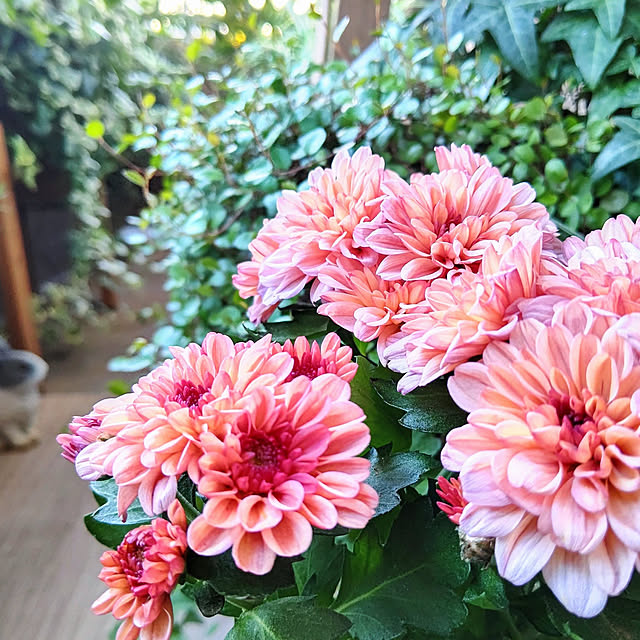 YuriYuriさんの実例写真