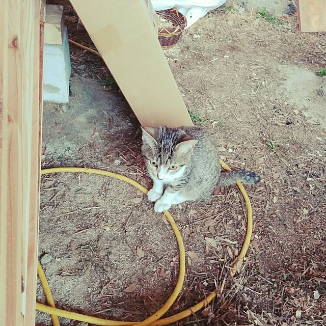 実例写真
