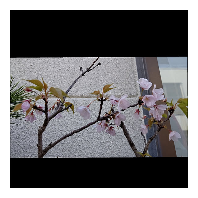 yumirinさんの実例写真