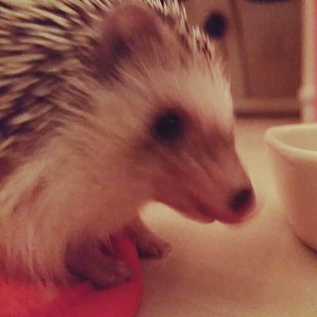 kuruさんの実例写真