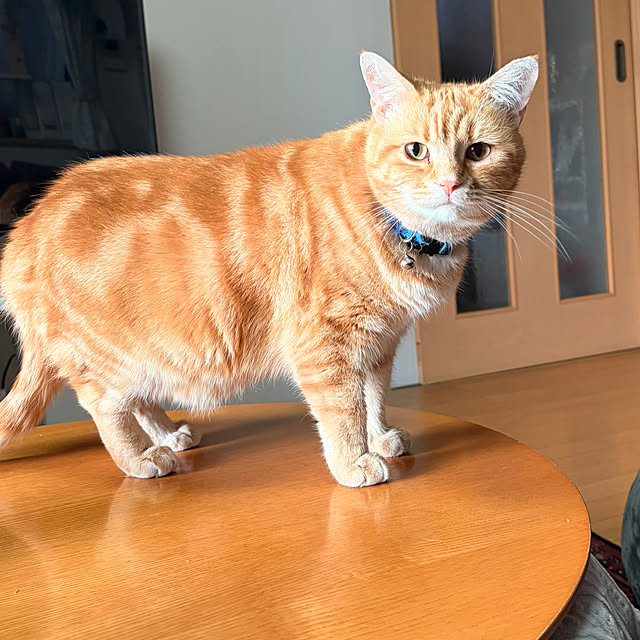 okogeさんの実例写真