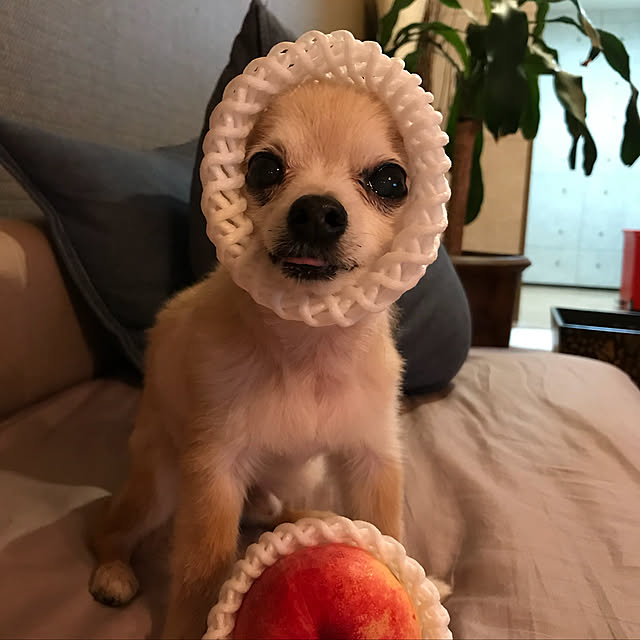 YokoYokoさんの実例写真