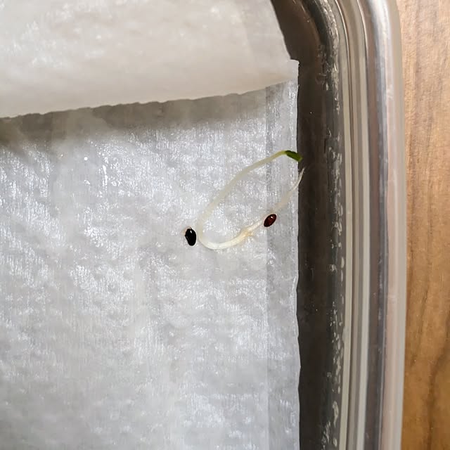 mi-saさんの部屋