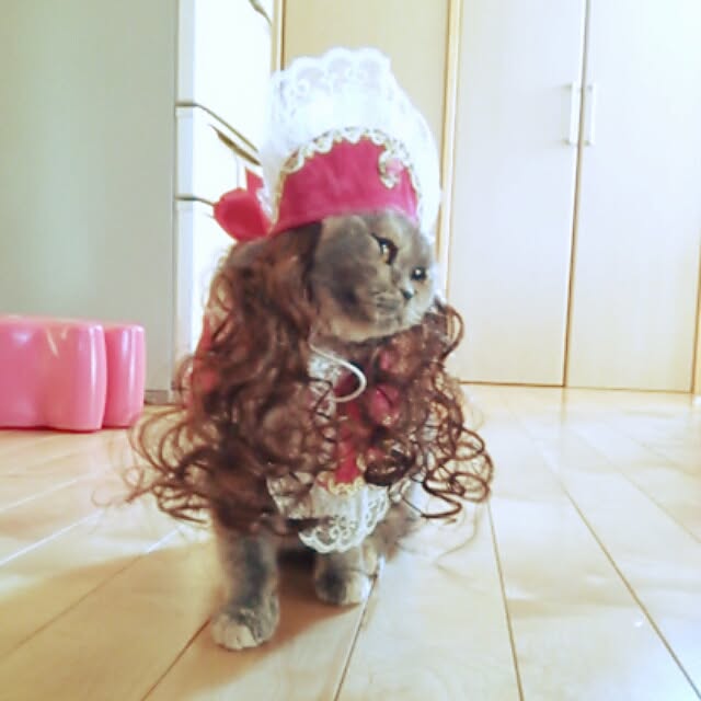 実例写真