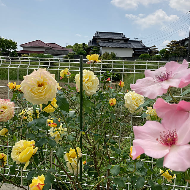 Sweetpeaさんの実例写真