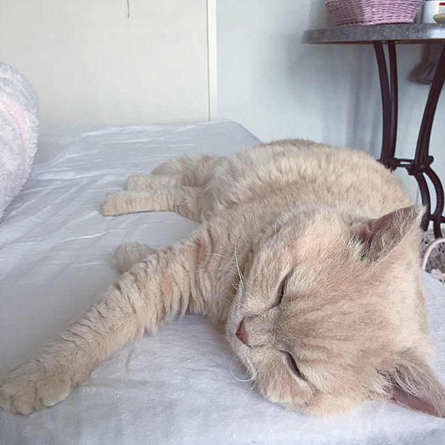 naokoさんの実例写真