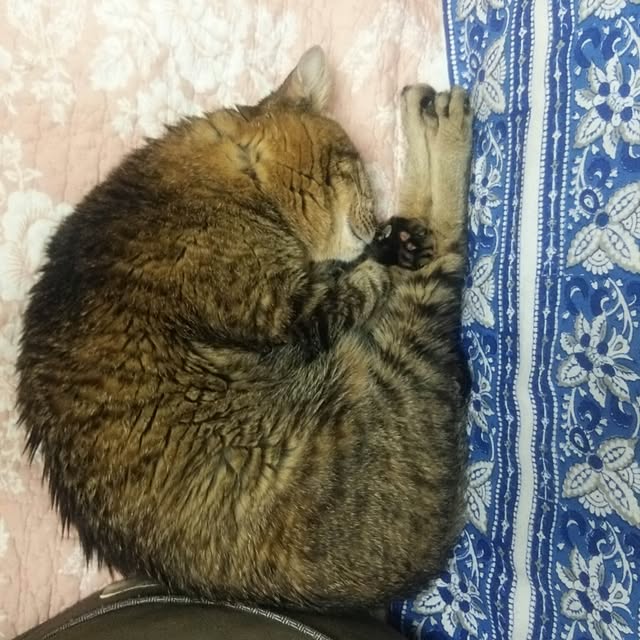 kittenblueさんの実例写真