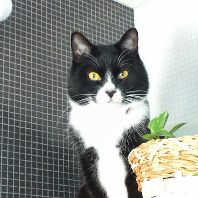 akuakuさんの実例写真