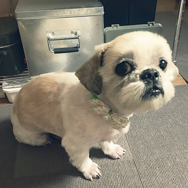 lenkaさんの実例写真