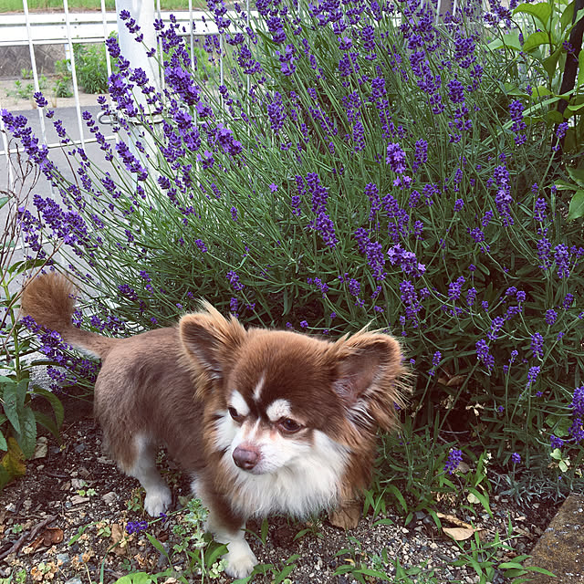 chIoeさんの実例写真