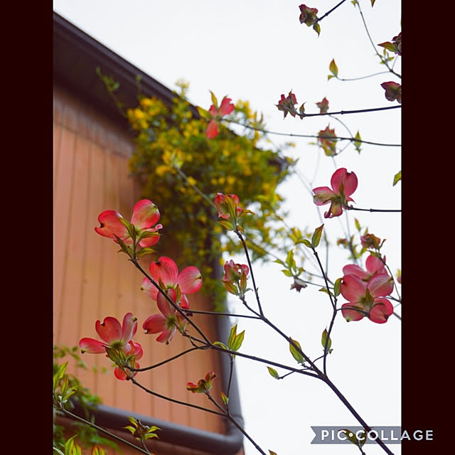 aromameさんの実例写真
