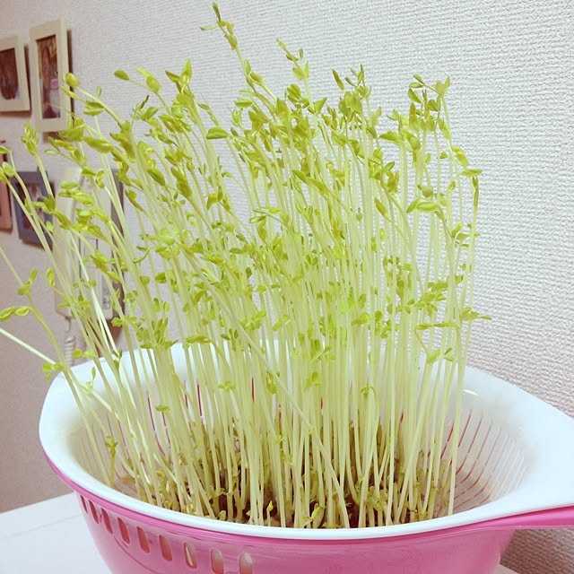 yuuさんの実例写真