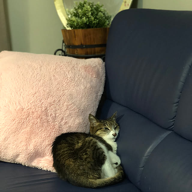 kafukaさんの実例写真