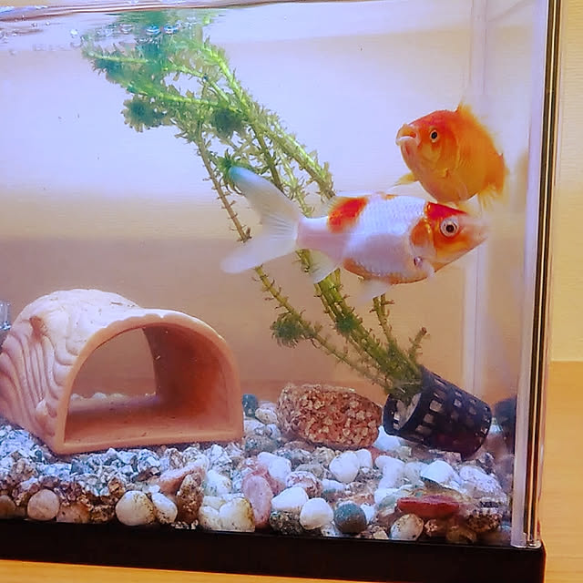 taoka333さんの実例写真