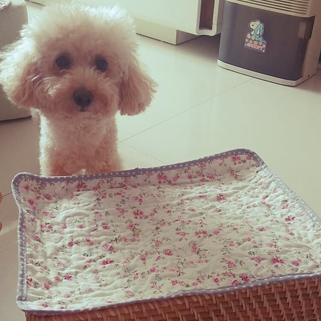 Karkeeさんの実例写真