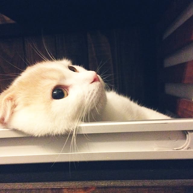 onojiijiさんの実例写真