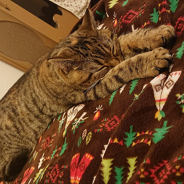 部屋全体/ねこと暮らす。のインテリア実例 - 2020-03-13 19:13:38
