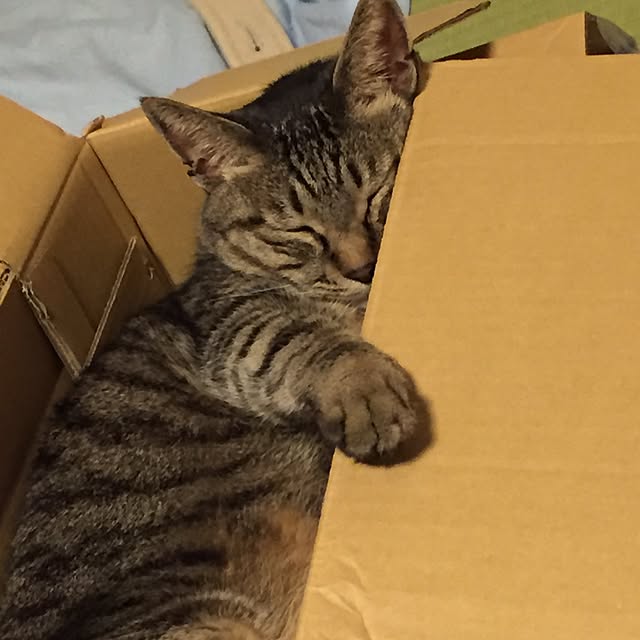 kijitoraさんの実例写真