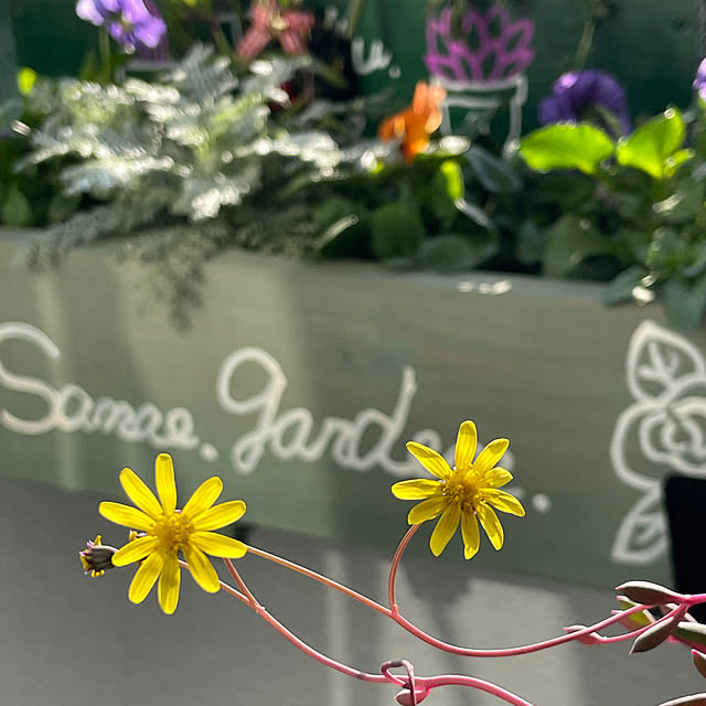 sata9さんの実例写真