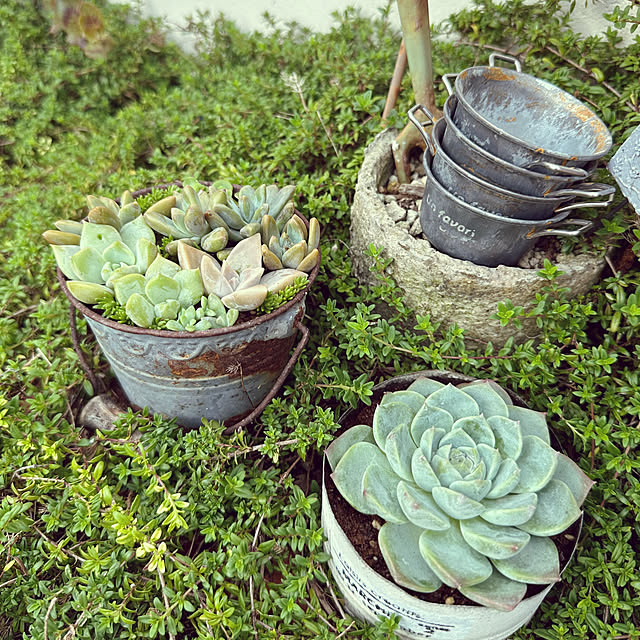 玄関/入り口/多肉寄せ植え/まだまだ暑いですね/ガーデン雑貨/植物に癒される...などのインテリア実例 - 2023-09-19 18:48:00