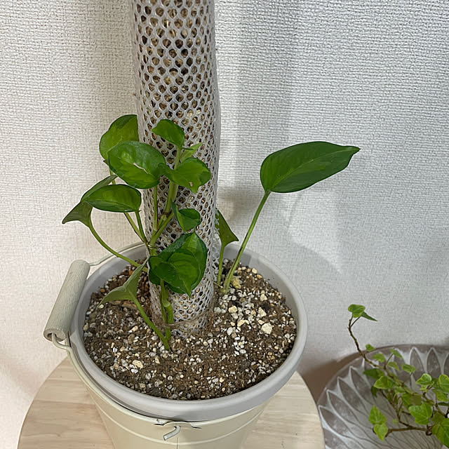 chi.pa.ruさんの部屋