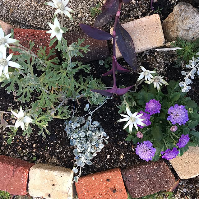 yoppyさんの実例写真