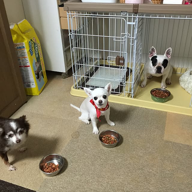 ベッド周り/寝室を占領す犬達のインテリア実例 - 2016-06-12 09:00:47