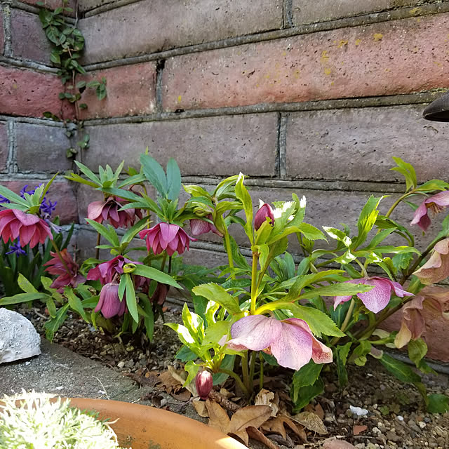 midoriさんの実例写真