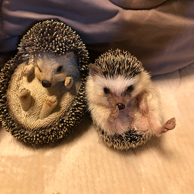 miiさんの実例写真
