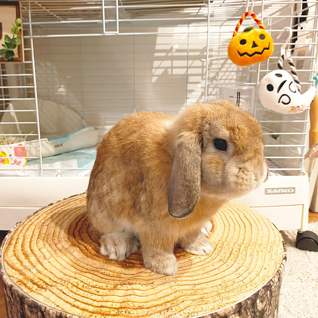 suzuさんの実例写真