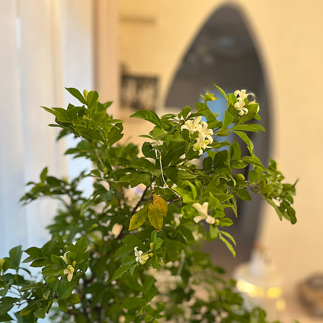 sakuraさんの部屋