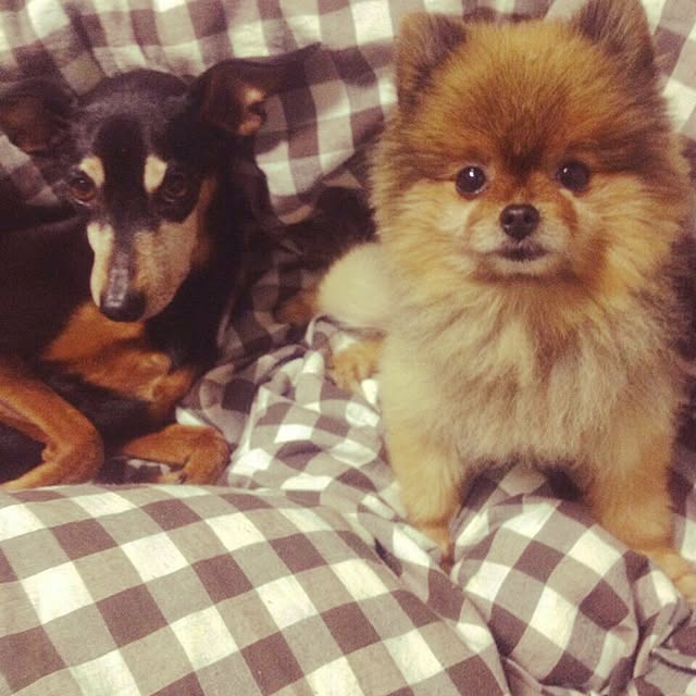 kumaさんの実例写真