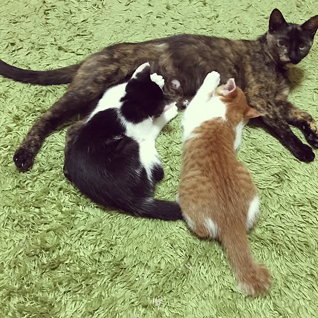 noraさんの実例写真