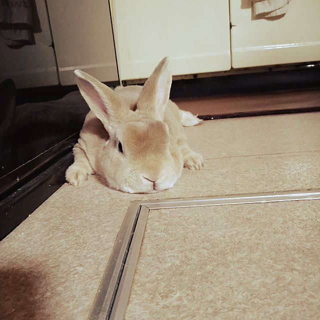 fruityanさんの実例写真