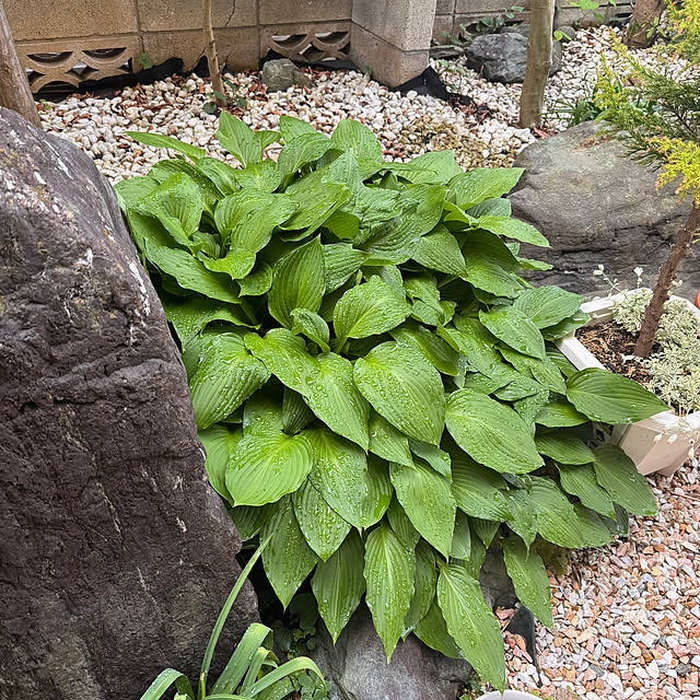 chaimomさんの部屋