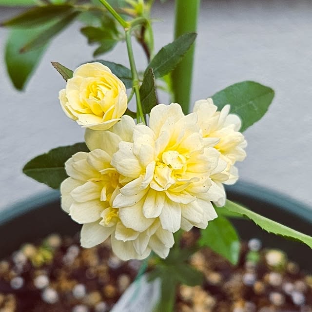 mocomocoさんの部屋