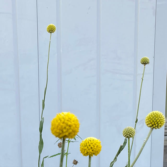 クラスペディア/西側ガーデン/地植え/植物に癒される/花が好き...などのインテリア実例 - 2021-08-01 19:39:55