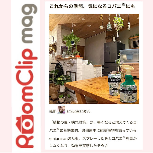 部屋全体/アース製薬様ありがとうございます♡/アース製薬/記録用/植物のある暮らし...などのインテリア実例 - 2024-07-22 22:37:30