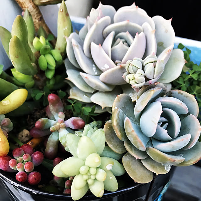 **yuu**さんの実例写真