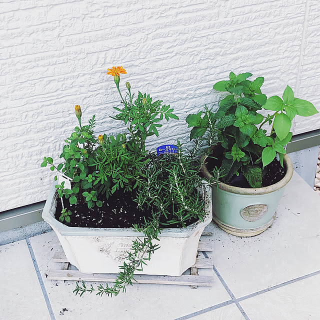 観葉植物/玄関/入り口のインテリア実例 - 2019-07-17 16:36:02