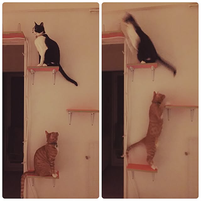 kimishigureさんの実例写真