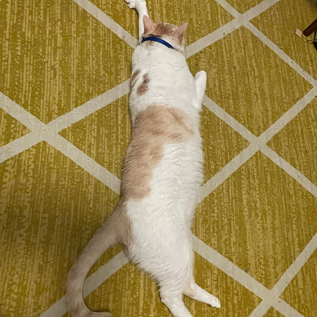 ねこのいる日常/ねこと暮らす/リビングのインテリア実例 - 2022-07-14 20:47:59
