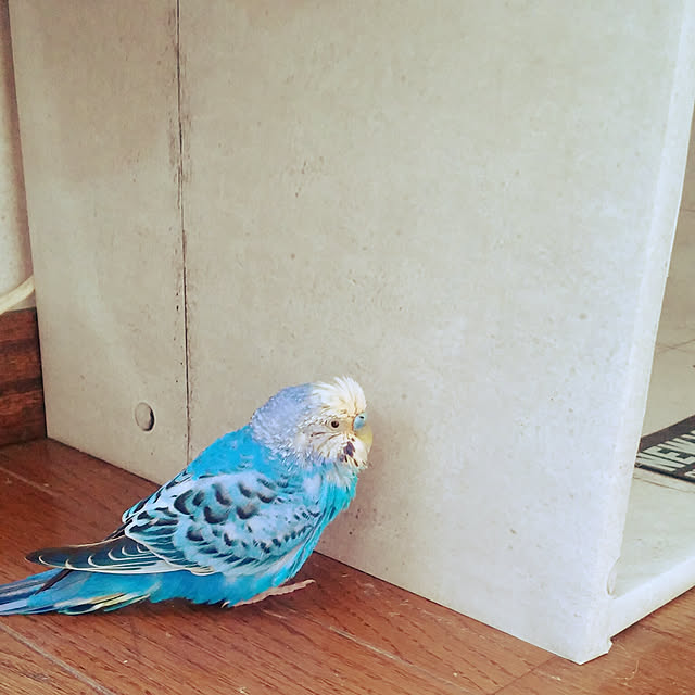 opiopiopiさんの実例写真