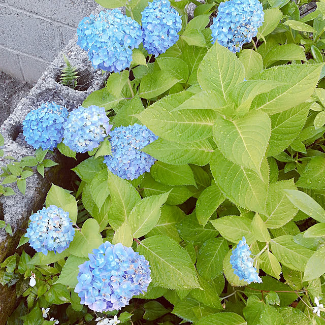rumako32さんの実例写真