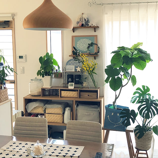 loliontoaliceveの-モンステラ 観葉植物 送料無料 モンステラ6号 プレゼント ギフト 卒業祝い 入学祝い 退職祝い 新築祝い 引越し祝い 開店祝い 開所祝い 開業祝い 移転祝い 誕生日 お礼 お祝い 結婚記念日 結婚祝い 就職祝いの家具・インテリア写真