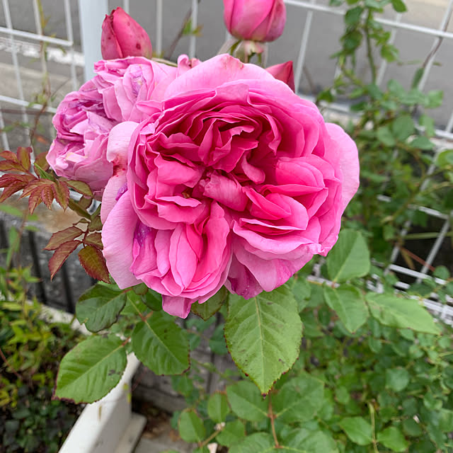 AYUKOさんの実例写真