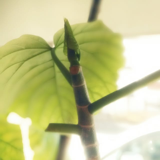 hirariさんの実例写真