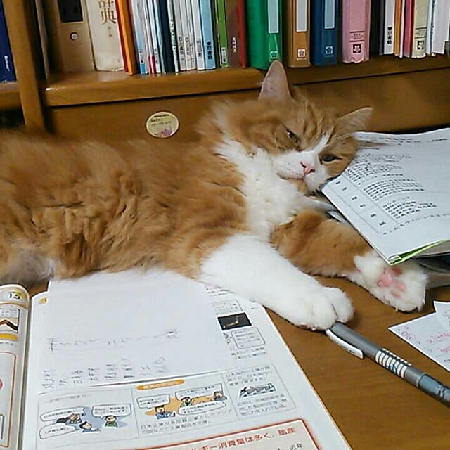tomさんの実例写真