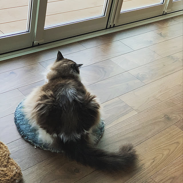momoさんの実例写真